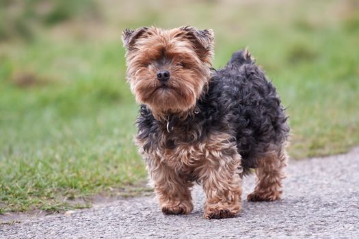 Old yorkie on a walk