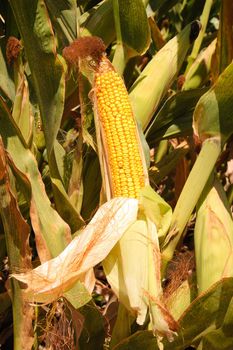 fresh corn on the cob, still in the field, peeled back so the viewer can see the grain