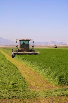 Combine harvester cutting a field of alfalfa