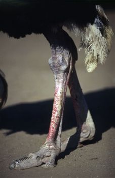Close uo of a ostrich legs