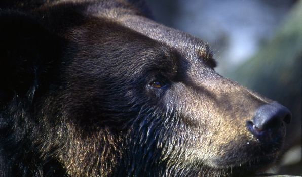 Close up of a bear head