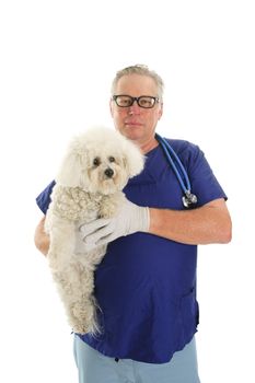 smiling veterinarian checking a Bichon frise