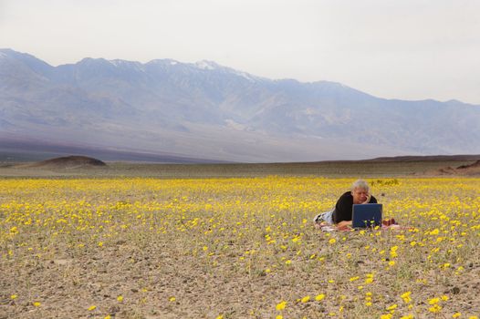 botanist in Death Valley relaxing amid the desert spring flowers catching up on some work 