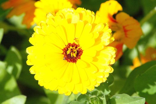 Nahaufnahme einer gelbblühenden Ringelblume	
Close-up of a yellow-flowered marigold