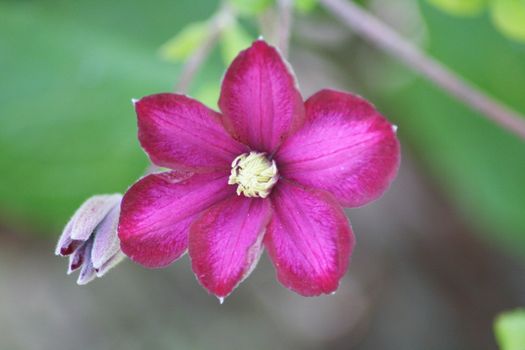 Nahaufnahme einer lila blühenden Clematis	
Close-up of a purple flowering clematis