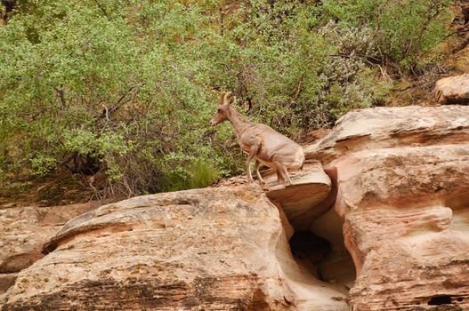 Rocky Mountain sheep in Cedar breaks National Park, utah