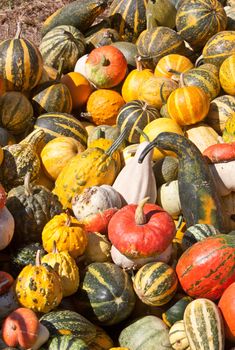 autumn: various decorative pumpkin, different variety vegetable