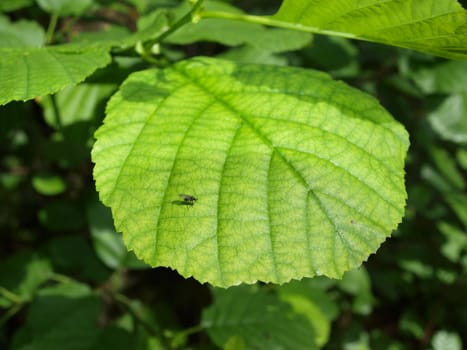 Green leaf with flie on it.