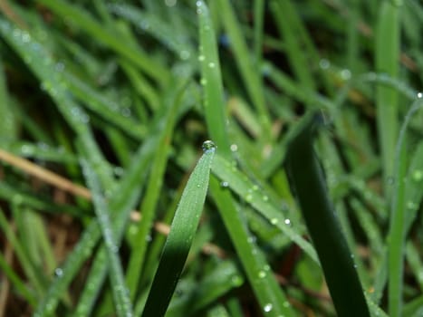 Gras with dew on it
