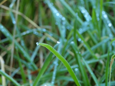 Gras with dew on it.