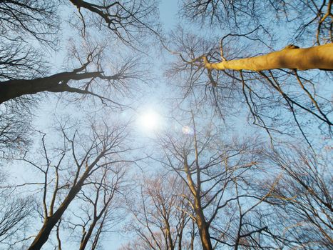 Forest point of view during winter in Germany with sun on the top