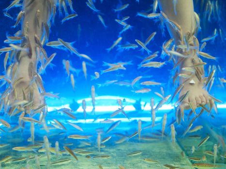 Young girl dipping her legs inside an aquarium filled with by Garra rufa aka Doctor Fish inThailand