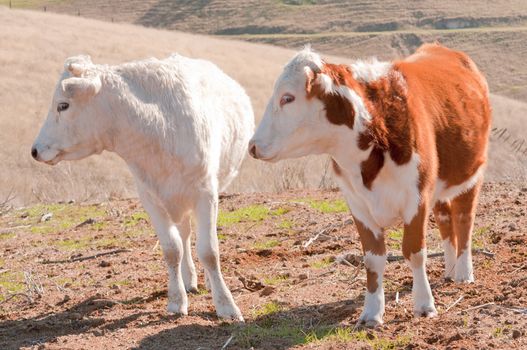 cattle on a ranch in California