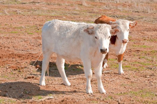 cattle on a ranch in California