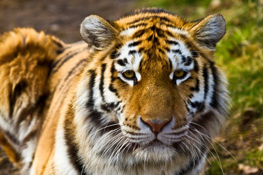 Closeup of tiger relaxing in the sun