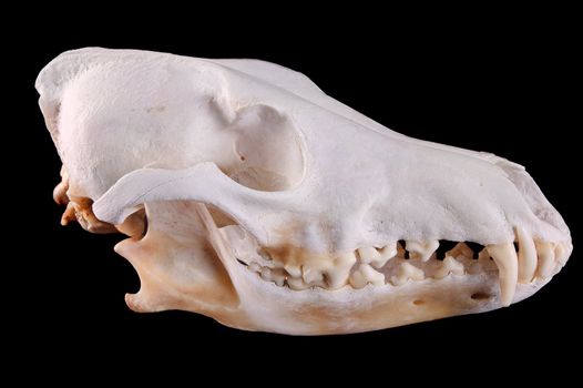 Skull of a coyote (canis Latrans) on a black background