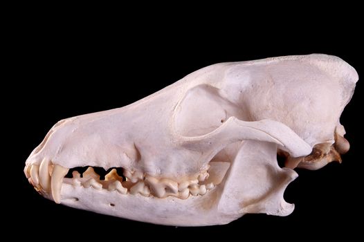 Skull of a coyote (canis Latrans) on a black background