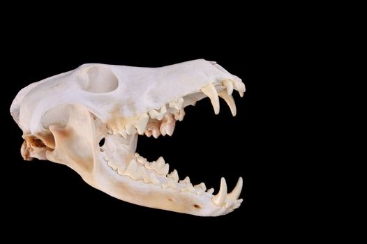 Skull of a coyote (canis Latrans) on a black background with jaw open