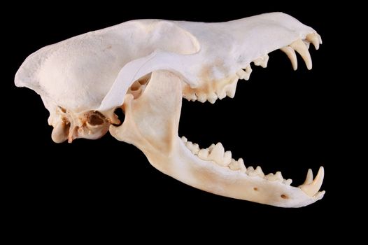 Skull of a coyote (canis Latrans) on a black background with jaw open