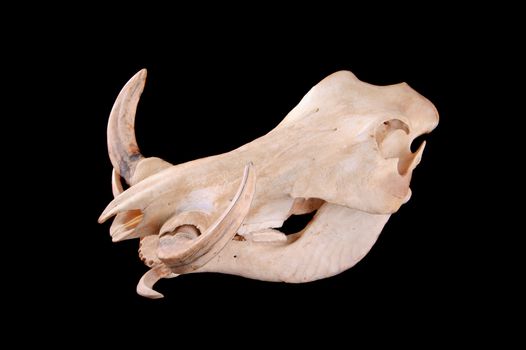 skull of an African Wart hog on a black background