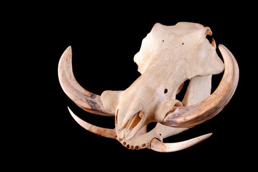 skull of an African Wart hog on a black background