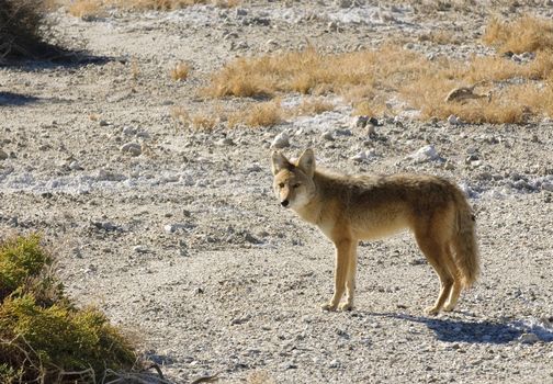 Coyotes in Death Valley