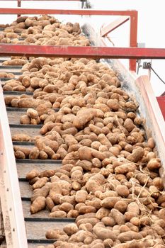 Conveyor belt full of harvested potatoes