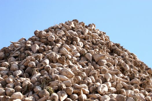 Sugar beet pile