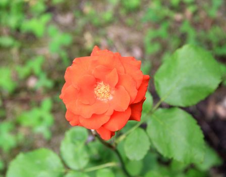 Beautiful red rose on the green background