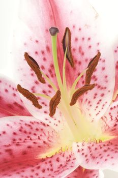 Detail of the stamen with pollen powder of a Lilium flower