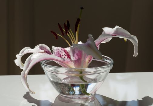 Ornamental Lilium flower on a table in backlight