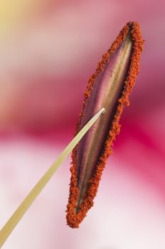 Detail of the stamen with pollen powder of a Lilium flower