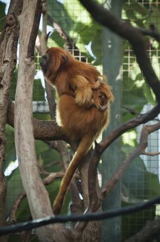 Lion tamarin monkeys with a baby of a few weeks