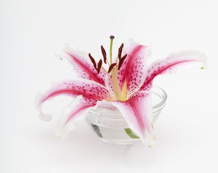 Ornamental pink and white Lilium floweron white table