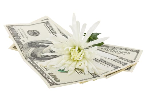 close-up dollars and flower, isolated on white