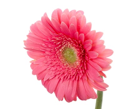 close-up wet pink gerbera flower, isolated on white