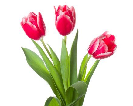three red-white tulips bouquet, isolated on white