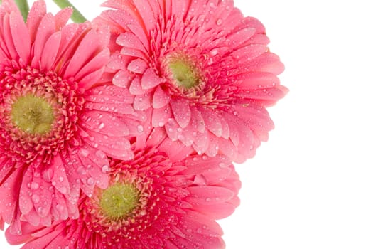 close-up wet pink gerbera flowers, macro shot, isolated on white