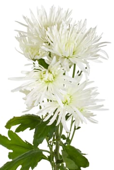 close-up white chrysanthemum flowers, isolated on white