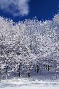 Mountain forest in snow, sunny day, winter