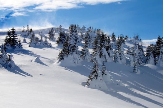 pine trees on the hill-side under the snow bank