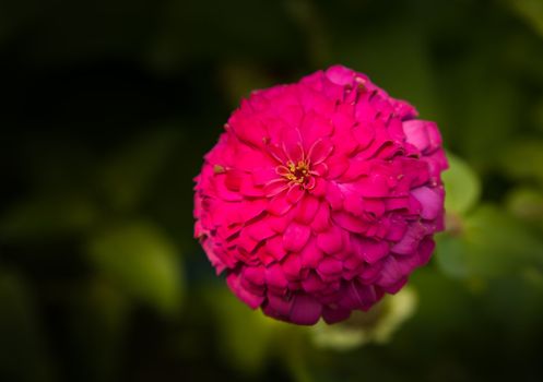 Pink chrysanthemum blooms under the sunlight.