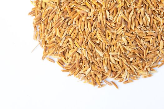 Brown rice paddy isolated on white.