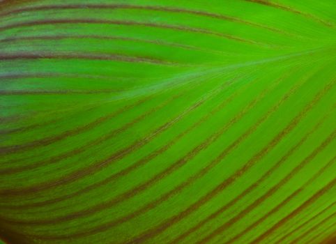 Closeup shot of tropical green leaf with curve pattern for background.