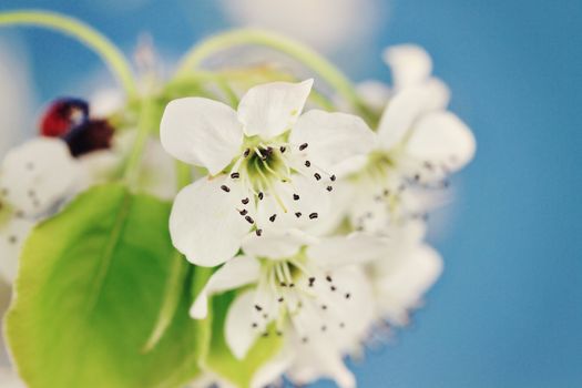 Bright spring blossoms of a Bradford Pear tree with extreme shallow DOF. Copy space available.