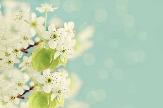 Beautiful tree blossoms against a blue background.