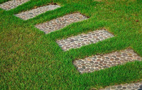 Beautiful green grass texture from backyard garden.