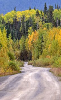 Aspen trees in autumn along mountain road