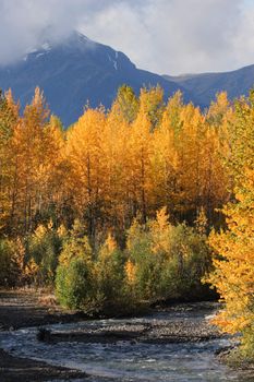 Autumn colored Aspens along British Columbia creek