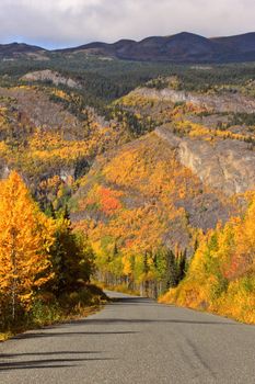 Autumn colored Aspens along British Columbia road